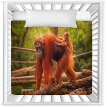 Young Orangutan Is Sleeping On Its Mother Nursery Decor 90336352