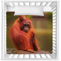 Young Orangutan Is Sleeping On Its Mother Nursery Decor 90336424