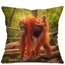 Young Orangutan Is Sleeping On Its Mother Pillows 90336352