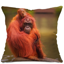 Young Orangutan Is Sleeping On Its Mother Pillows 90336424