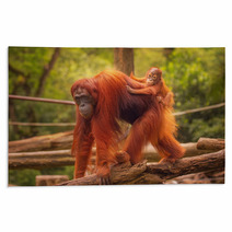 Young Orangutan Is Sleeping On Its Mother Rugs 90336352