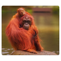 Young Orangutan Is Sleeping On Its Mother Rugs 90336424