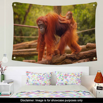 Young Orangutan Is Sleeping On Its Mother Wall Art 90336352
