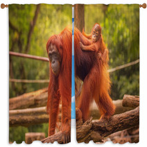 Young Orangutan Is Sleeping On Its Mother Window Curtains 90336352