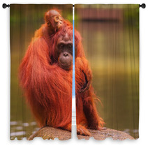Young Orangutan Is Sleeping On Its Mother Window Curtains 90336424