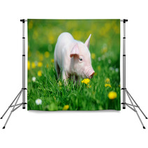Young Pig In Grass Backdrops 66888448