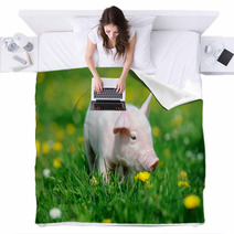 Young Pig In Grass Blankets 66888448