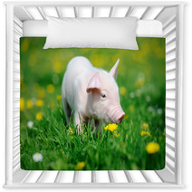 Young Pig In Grass Nursery Decor 66888448