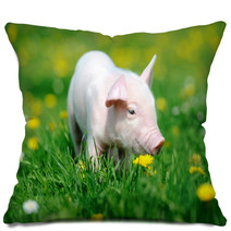 Young Pig In Grass Pillows 66888448