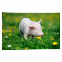 Young Pig In Grass Rugs 66888448