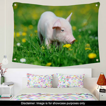 Young Pig In Grass Wall Art 66888448
