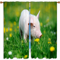 Young Pig In Grass Window Curtains 66888448