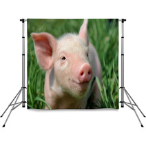 Young Pig On A Green Grass Backdrops 37492952