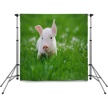 Young Pig On A Green Grass Backdrops 64334921