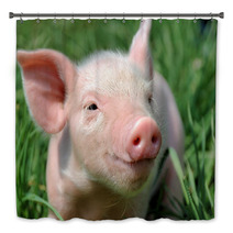 Young Pig On A Green Grass Bath Decor 37492952
