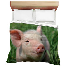 Young Pig On A Green Grass Bedding 37492952