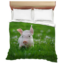 Young Pig On A Green Grass Bedding 64334921