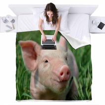 Young Pig On A Green Grass Blankets 37492952