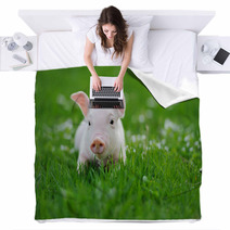 Young Pig On A Green Grass Blankets 64334921