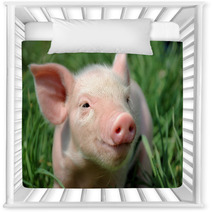 Young Pig On A Green Grass Nursery Decor 37492952