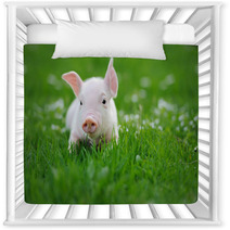 Young Pig On A Green Grass Nursery Decor 64334921