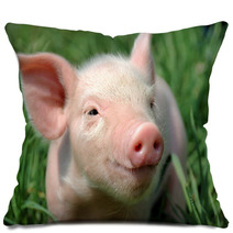 Young Pig On A Green Grass Pillows 37492952