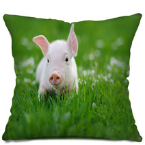 Young Pig On A Green Grass Pillows 64334921