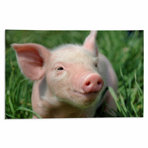 Young Pig On A Green Grass Rugs 37492952
