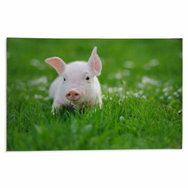 Young Pig On A Green Grass Rugs 64334921