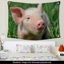 Young Pig On A Green Grass Wall Art 37492952
