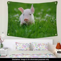 Young Pig On A Green Grass Wall Art 64334921