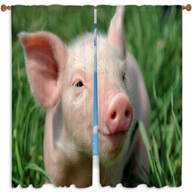 Young Pig On A Green Grass Window Curtains 37492952