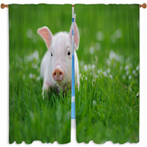 Young Pig On A Green Grass Window Curtains 64334921