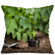 Young Plant In A Pot Ready For Planting Pillows 66899620