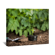 Young Plant In A Pot Ready For Planting Wall Art 66899620