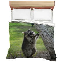 Young Raccoon Bedding 63222169