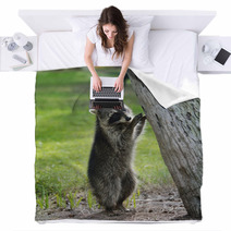 Young Raccoon Blankets 63222169