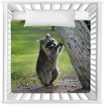 Young Raccoon Nursery Decor 63222169