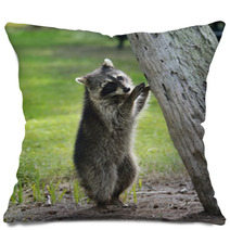Young Raccoon Pillows 63222169