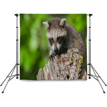 Young Raccoon (Procyon Lotor) Crouches On Stump Backdrops 92169441