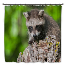 Young Raccoon (Procyon Lotor) Crouches On Stump Bath Decor 92169441