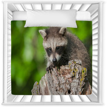 Young Raccoon (Procyon Lotor) Crouches On Stump Nursery Decor 92169441