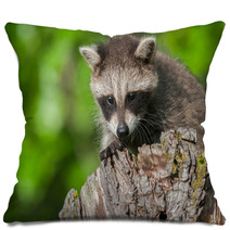 Young Raccoon (Procyon Lotor) Crouches On Stump Pillows 92169441