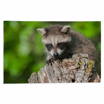 Young Raccoon (Procyon Lotor) Crouches On Stump Rugs 92169441