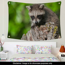 Young Raccoon (Procyon Lotor) Crouches On Stump Wall Art 92169441