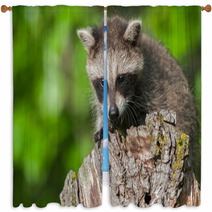 Young Raccoon (Procyon Lotor) Crouches On Stump Window Curtains 92169441