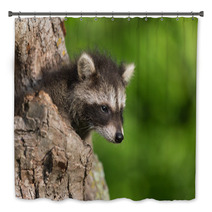 Young Raccoon (Procyon Lotor) Pokes Head Out Of Hole Bath Decor 94436411
