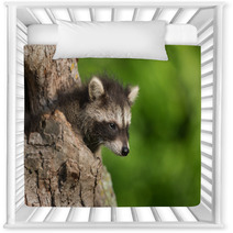 Young Raccoon (Procyon Lotor) Pokes Head Out Of Hole Nursery Decor 94436411