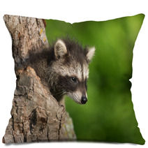 Young Raccoon (Procyon Lotor) Pokes Head Out Of Hole Pillows 94436411
