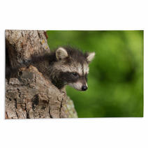 Young Raccoon (Procyon Lotor) Pokes Head Out Of Hole Rugs 94436411